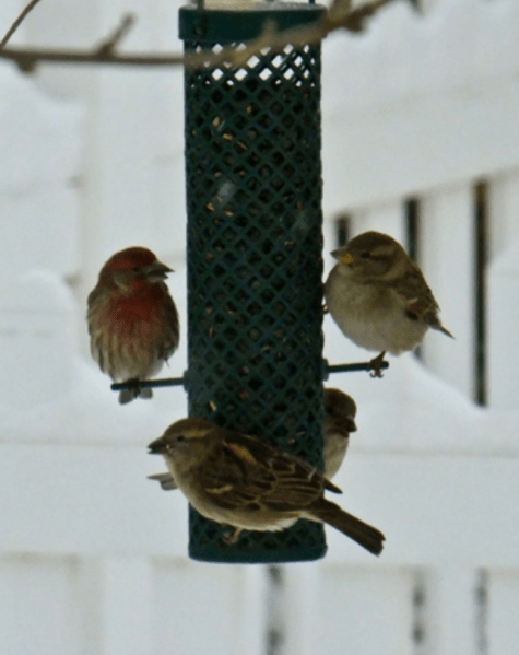 Finches feeder