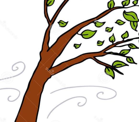 Windblown . .&nbsp;.