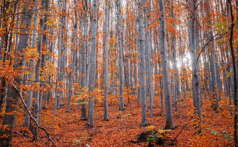 Lush and Richly Delicious . . . Yet&nbsp;Sad